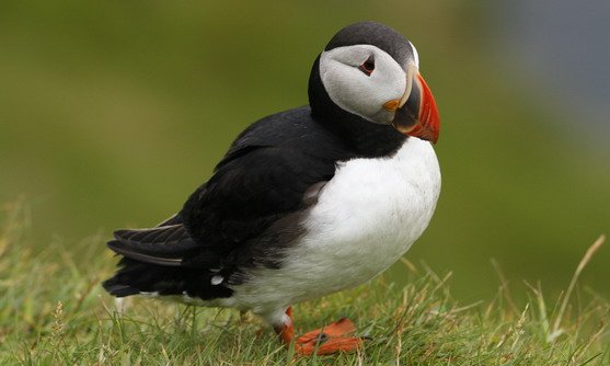 vb34162895_puffins at sumburgh head, mainland, shetland_17-08-2019.jpg