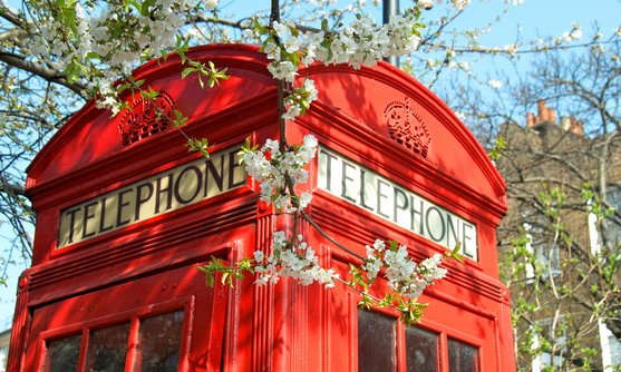 ve16607_telephone box with blossom in london_22-08-2019.jpg