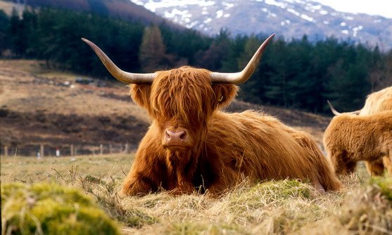 a majestic highland cow lies in hay in glen doch.jpg