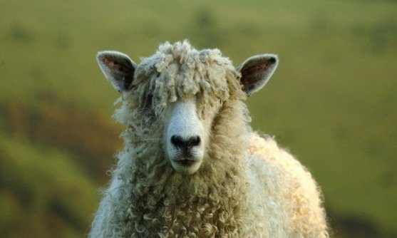 sheep cotswolds -b.jpg