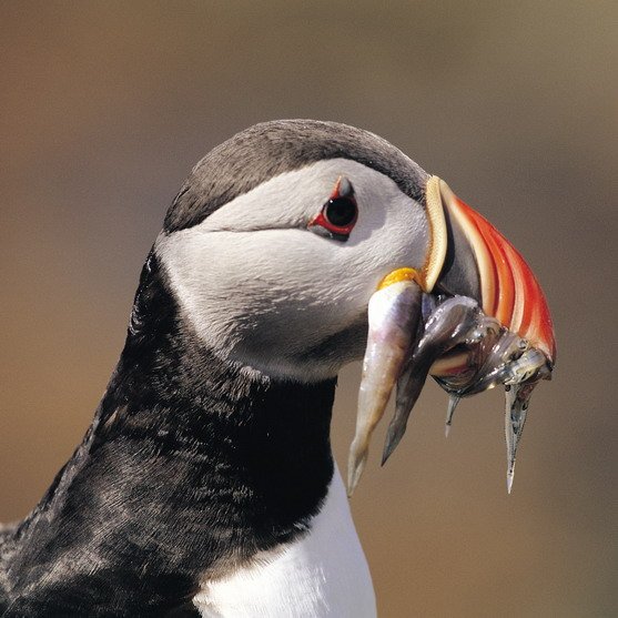Wales | Puffin