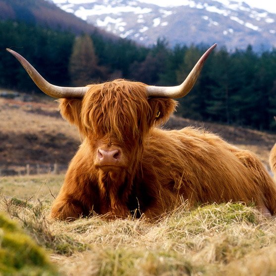 Schotland | Highlands | Highland cow