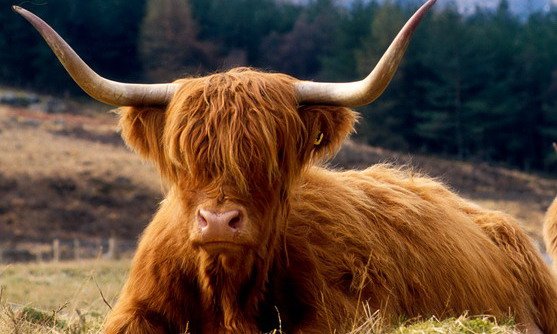 Schotland | Highlands | Highlander koe