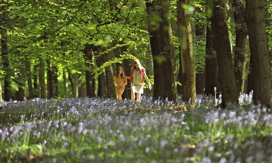 Engeland | Hertfordshire | bloemenveld