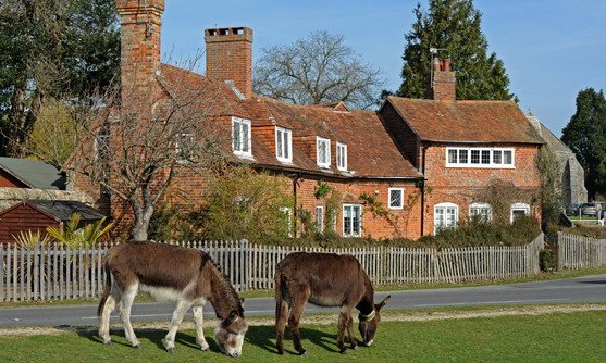 engeland new forest beaulieu paarden.jpg