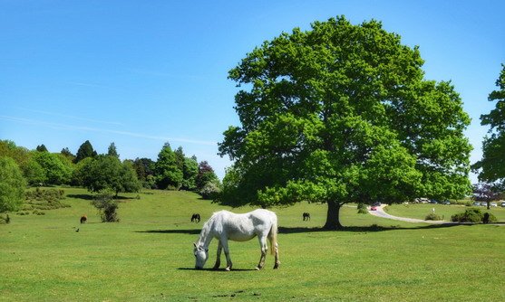 engeland new forest ponys highlight.jpg