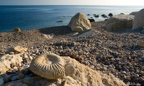 fossielen strand jurassic coast.jpg