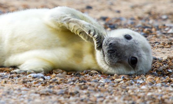 East Anglia_Zeehond
