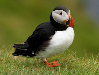 Puffins