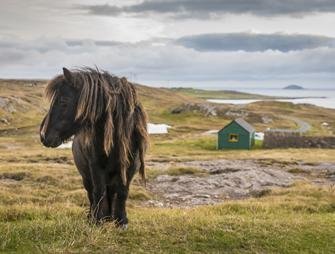 Shetland pony