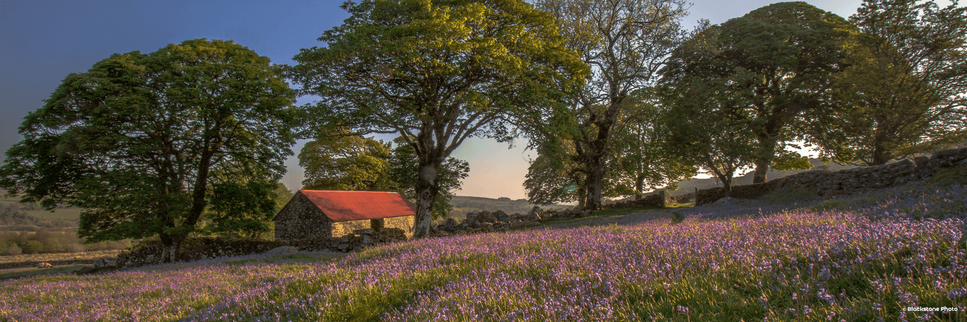 Bluebells, Dartmoor