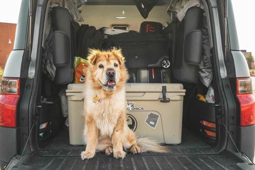 Reizen met je hond
