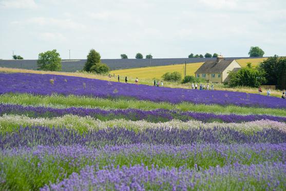 Cotswold Lavender