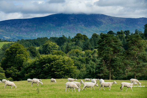 Blackstairs Mountain