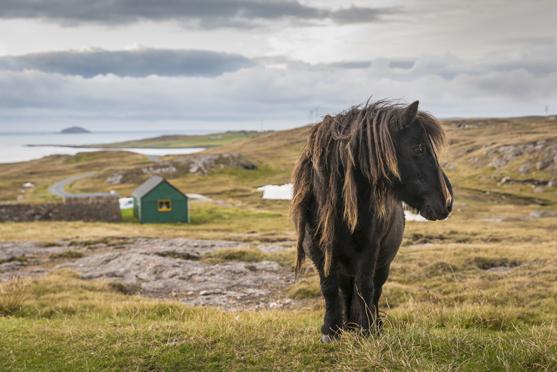 Shetland pony