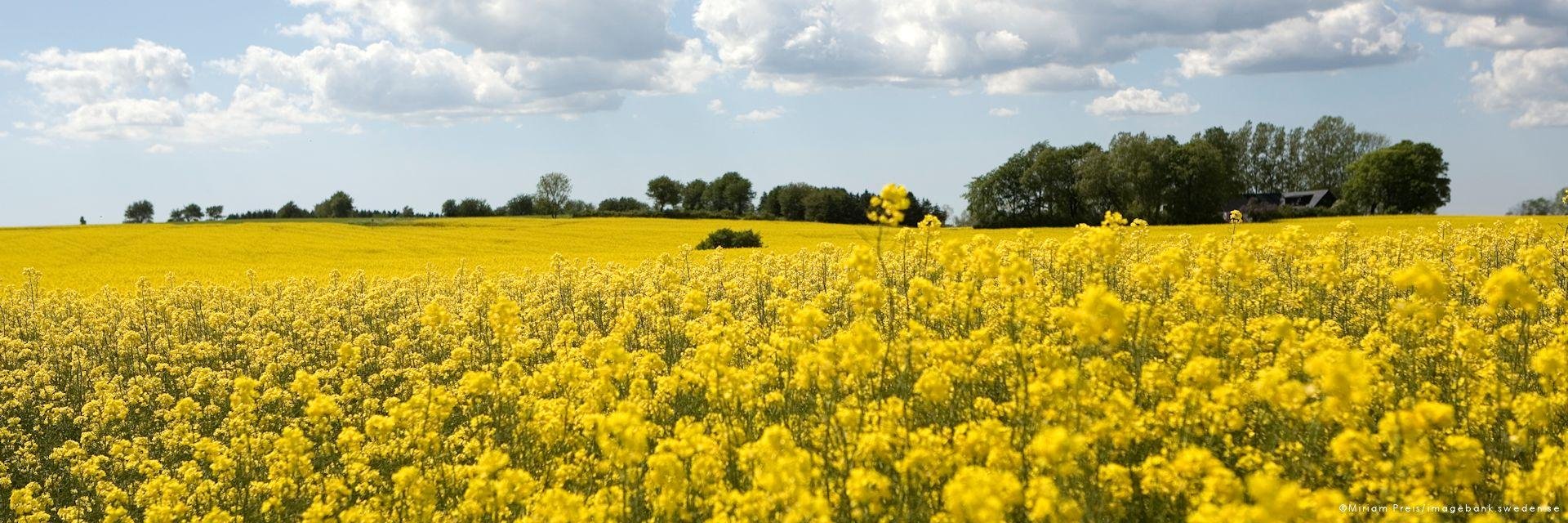 Kopenhagen & Zweden in Vogelvlucht