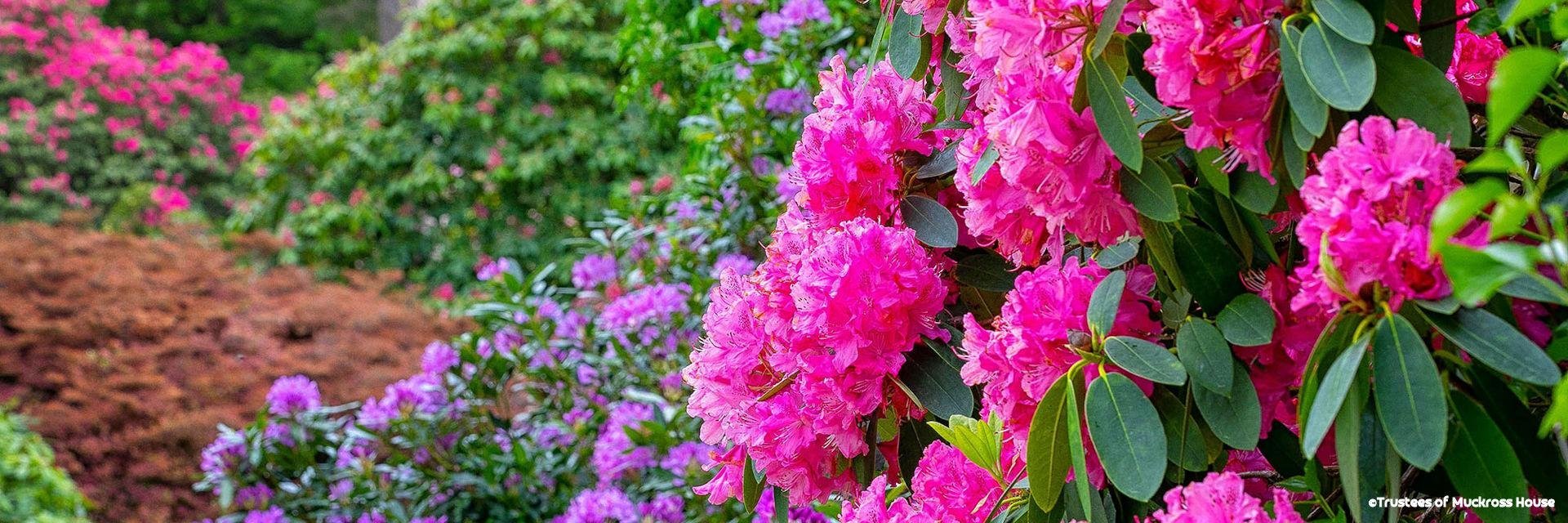 Blooming Ireland - Ierland - Ierland: oosten