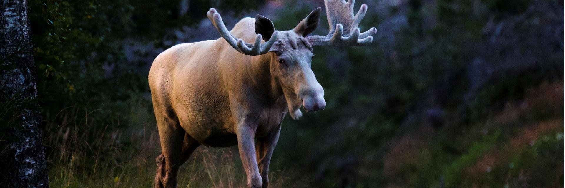 Wildlifereis Midden-Zweden