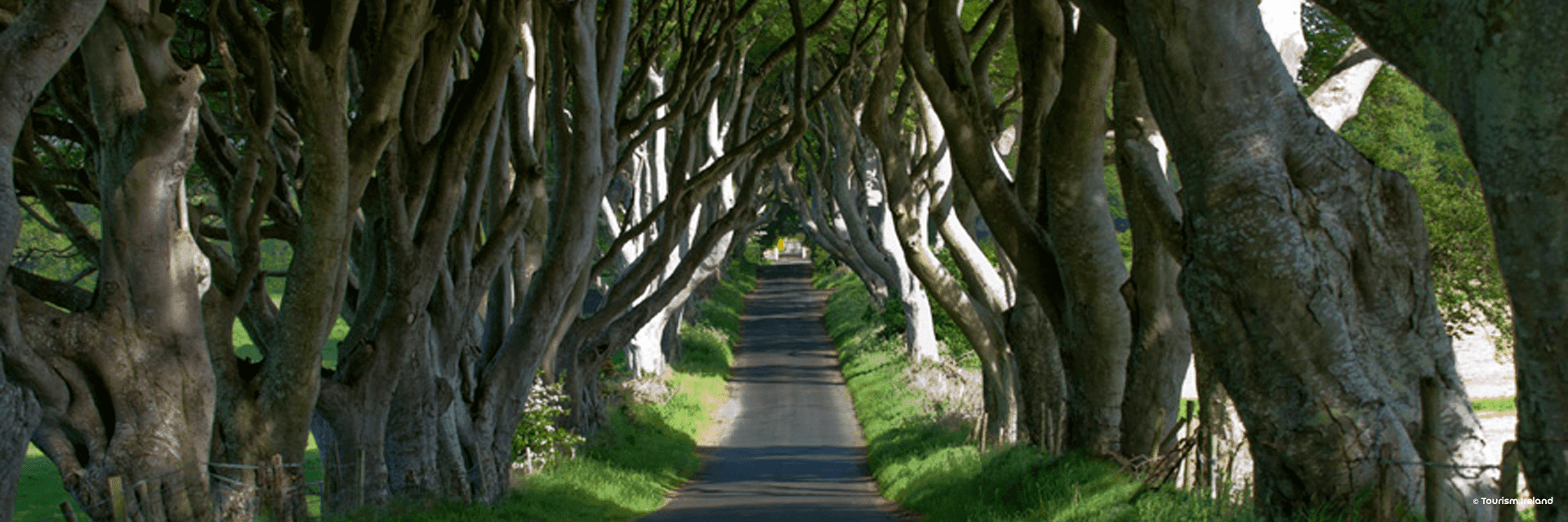 Dark Hedges